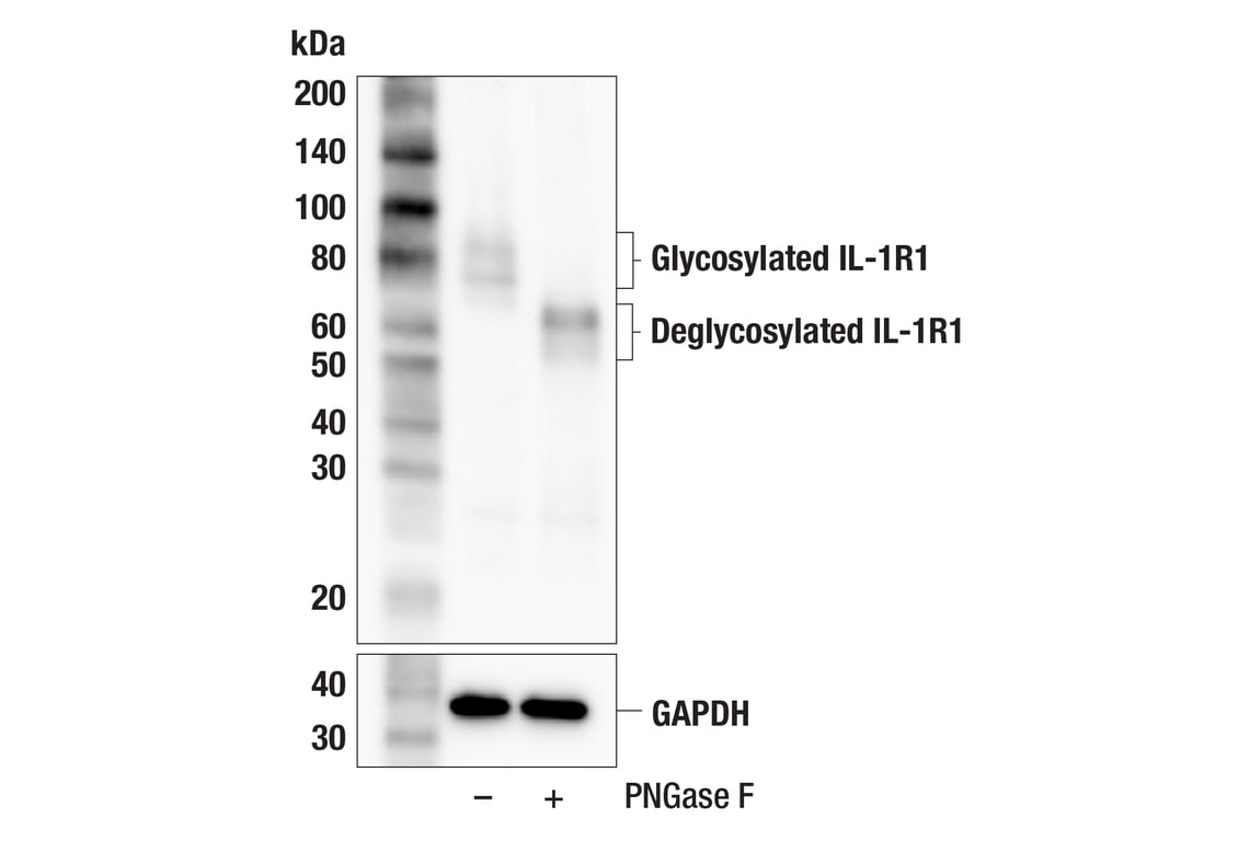 Western Blotting Image 2: IL-1R1 (F6I2P) Rabbit Monoclonal Antibody