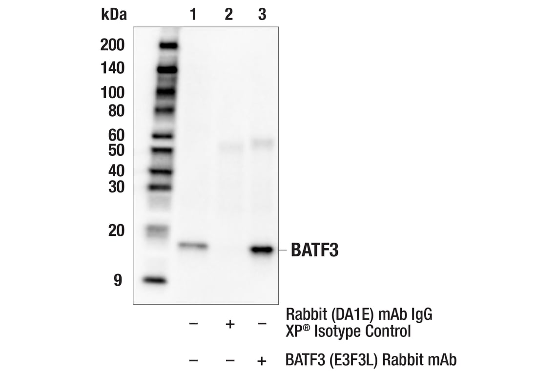 Immunoprecipitation Image 1: BATF3 (E3F3L) Rabbit Monoclonal Antibody