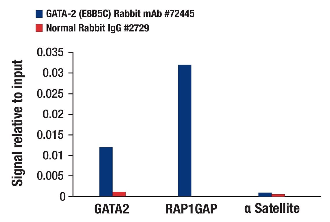 Chromatin Immunoprecipitation Image 3: GATA-2 (E8B5C) Rabbit Monoclonal Antibody