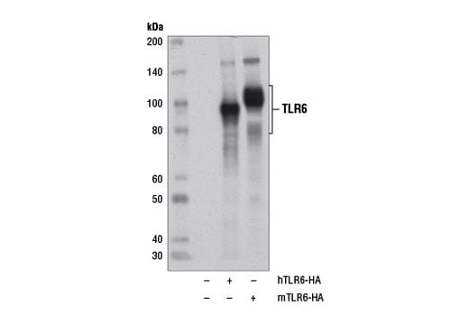 undefined Image 11: Toll-like Receptor Antibody Sampler Kit II