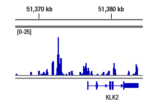 CUT & RUN Image 1: Androgen Receptor (D6F11) Rabbit Monoclonal Antibody