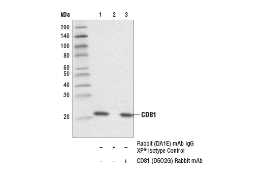 Immunoprecipitation Image 1: CD81 (D5O2Q) Rabbit Monoclonal Antibody