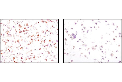 Immunohistochemistry Image 3: Phospho-GSK-3 beta (Ser9) (5B3) Rabbit Monoclonal Antibody (BSA and Azide Free)