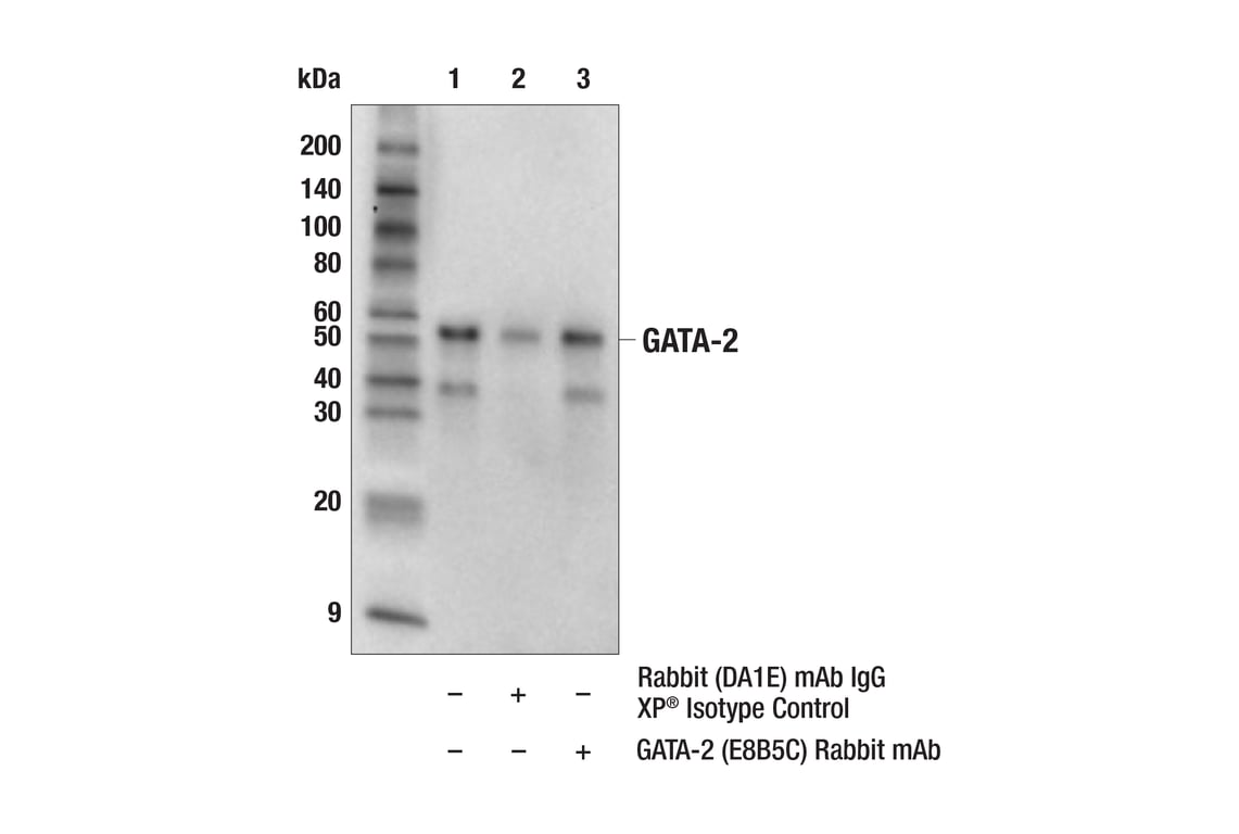 Immunoprecipitation Image 1: GATA-2 (E8B5C) Rabbit Monoclonal Antibody