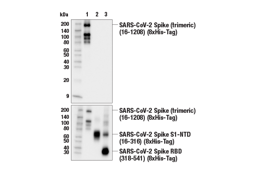 Western Blotting Image 3: SARS-CoV-2 Spike Protein (S2) (E7L4B) Mouse Monoclonal Antibody