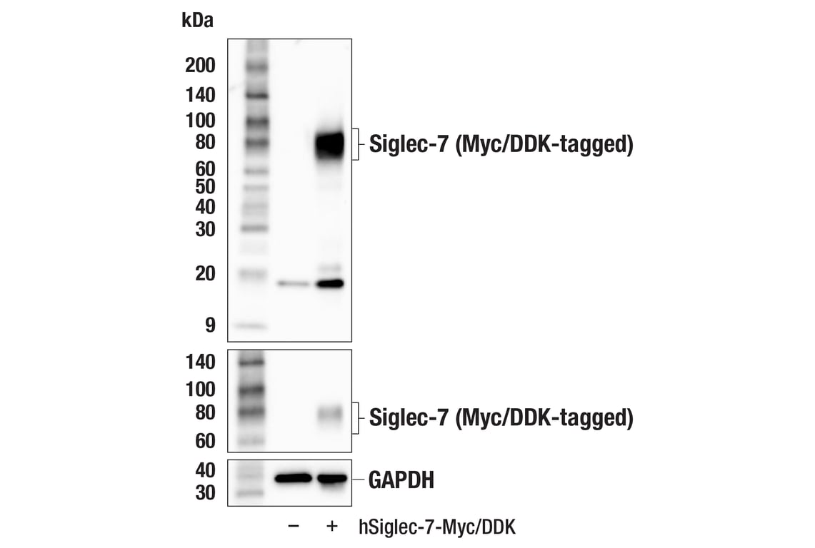 Western Blotting Image 2: Siglec-7 (F4O1S) Rabbit Monoclonal Antibody