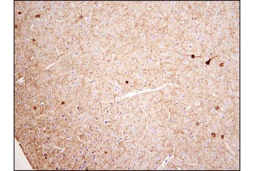 Immunohistochemistry Image 2: Neuropeptide Y (D7Y5A) XP<sup>®</sup> Rabbit mAb