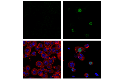 Immunofluorescence Image 1: Phospho-IRF-3 (Ser386) (E7J8G) Rabbit Monoclonal Antibody (BSA and Azide Free)