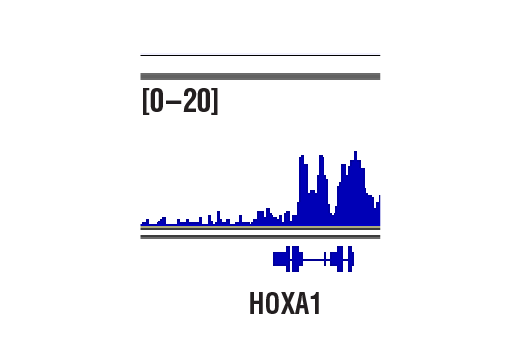 Ezh2 (D2C9) XP® Rabbit mAb | Cell Signaling Technology