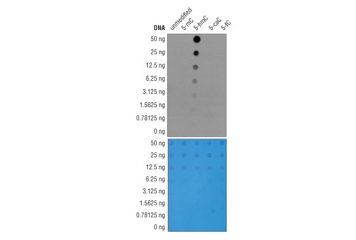 Dot Blot Image 1: 5-Hydroxymethylcytosine (5-hmC) (HMC31) Mouse mAb