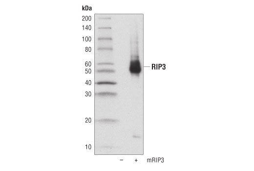 Western Blotting Image 1: RIP3 (D8J3L) Rabbit mAb (BSA and Azide Free)