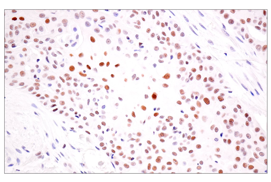 Immunohistochemistry Image 2: TLE3 (E4F3Y) Rabbit Monoclonal Antibody
