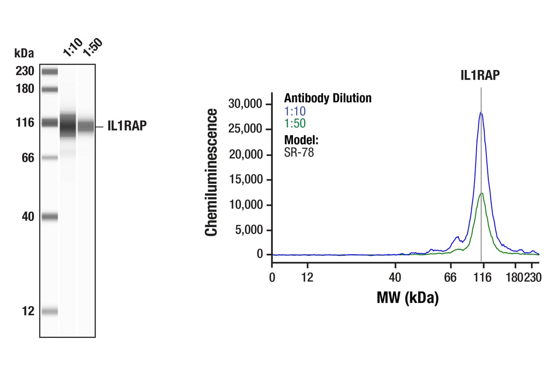 Western Blotting Image 1: IL1RAP (E6W2S) Rabbit Monoclonal Antibody