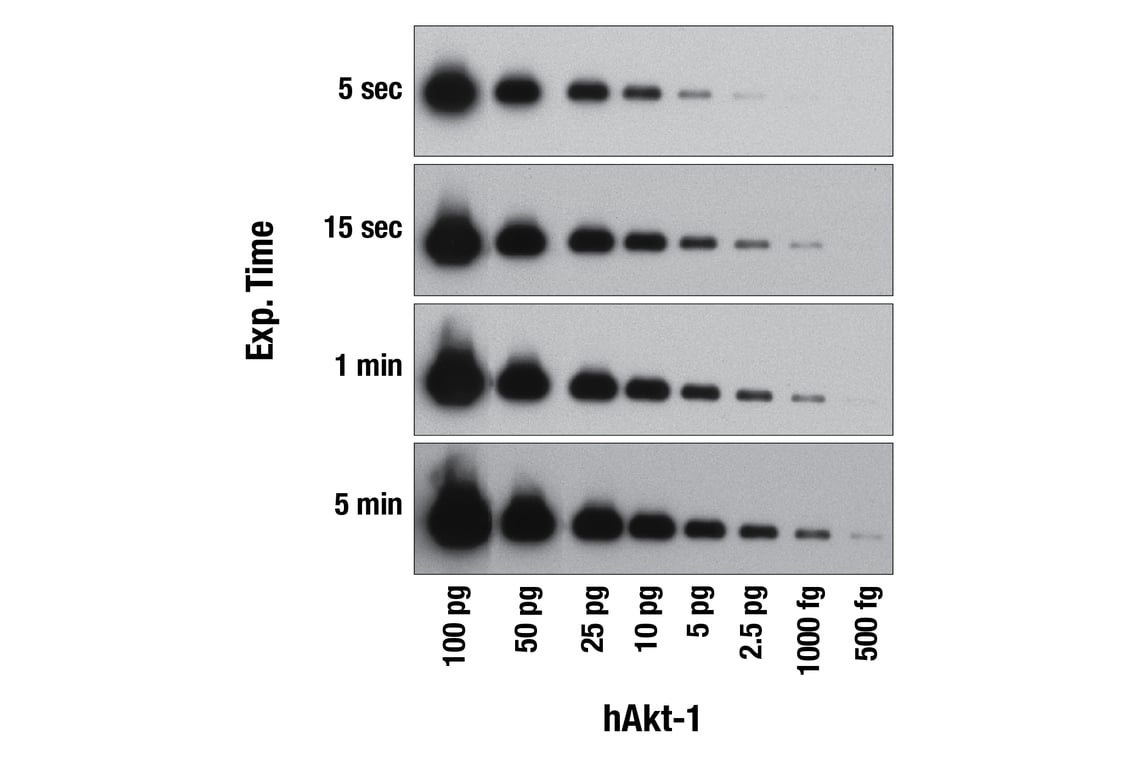 Western Blotting Image 1: SignalFire<sup>™</sup> Elite ECL Reagent