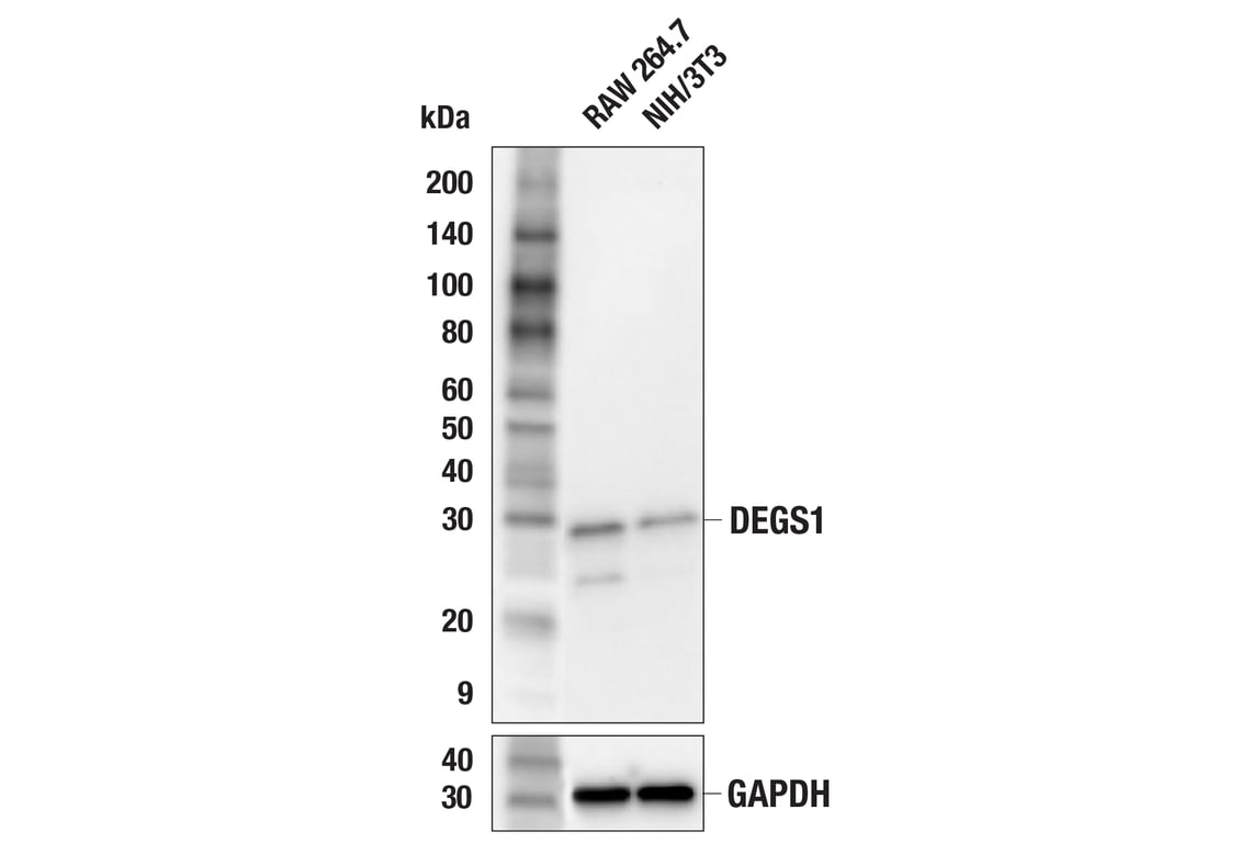Western Blotting Image 2: DEGS1 (F7G2J) Rabbit Monoclonal Antibody