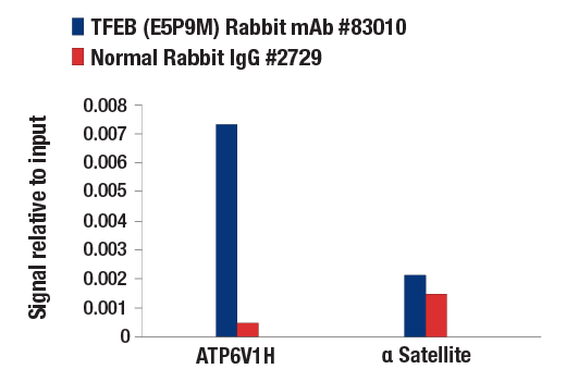 Chromatin Immunoprecipitation Image 1: TFEB (E5P9M) Rabbit Monoclonal Antibody