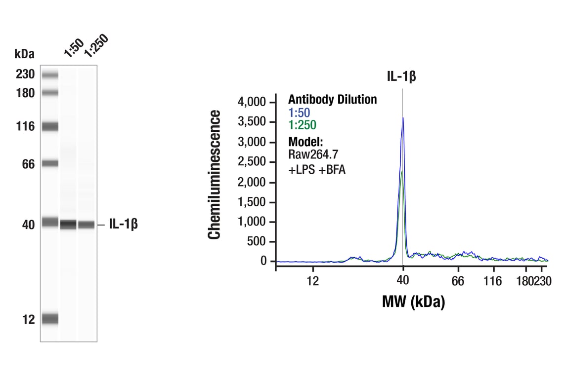 undefined Image 33: Mouse Reactive Inflammasome Antibody Sampler Kit