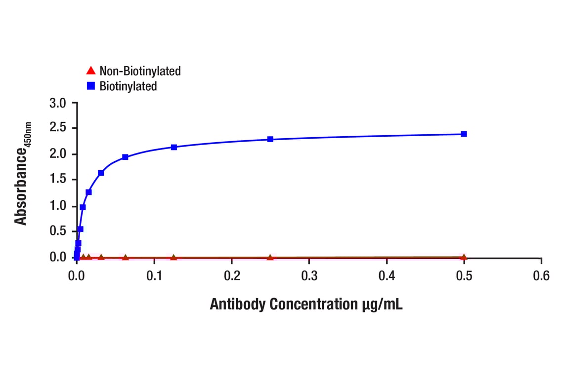 E Image 1: SMAD2 (D43B4) Rabbit Monoclonal Antibody (Biotinylated)