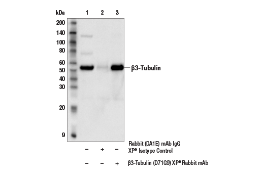 Immunoprecipitation Image 1: beta3-Tubulin (D71G9) Rabbit Monoclonal Antibody