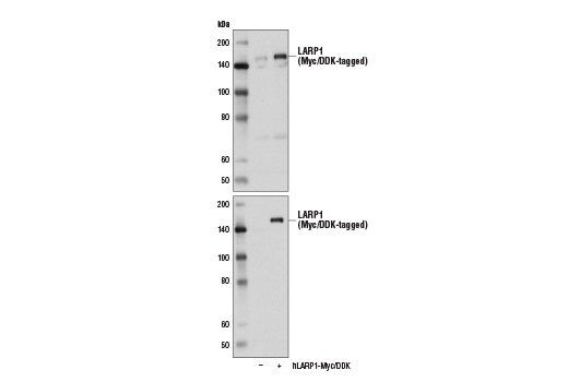 Western Blotting Image 2: LARP1 Antibody