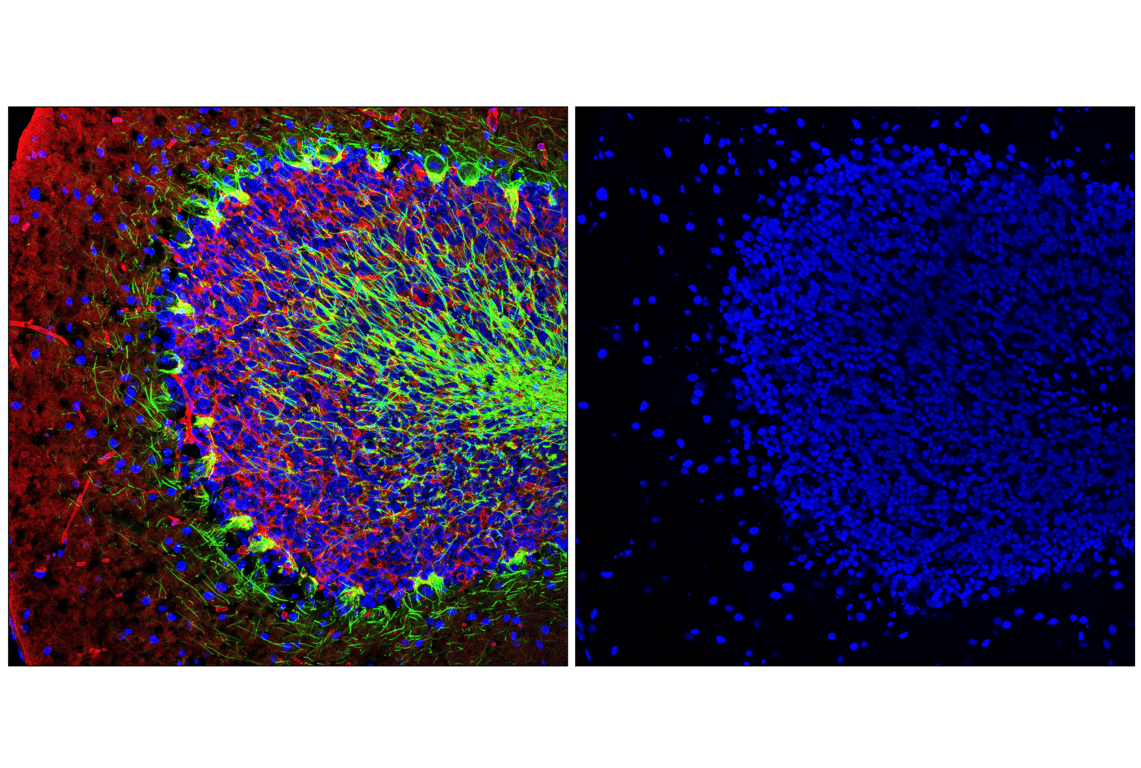 Immunofluorescence Image 2: Histone H3 (1B1B2) Mouse Monoclonal Antibody