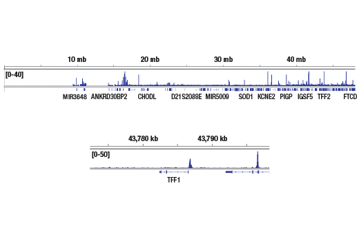 Chromatin Immunoprecipitation Image 2: Estrogen Receptor alpha (D8H8) Rabbit Monoclonal Antibody