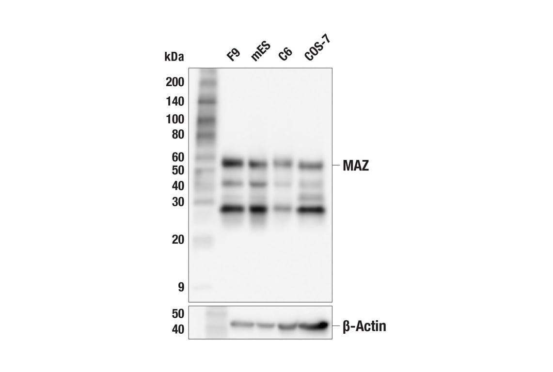 Western Blotting Image 2: MAZ (F3I2I) Rabbit Monoclonal Antibody