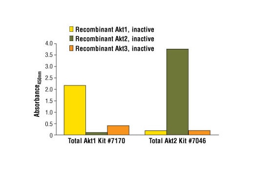 ELISA Image 2: PathScan<sup>®</sup> Total Akt2 Sandwich ELISA Kit II