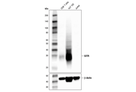 Western Blotting Image 1: GITR (D9I9D) Rabbit mAb (BSA and Azide Free)