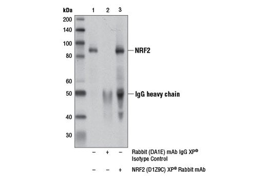 undefined Image 11: p62/KEAP1/NRF2 Pathway Antibody Sampler Kit