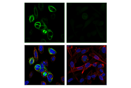 Immunofluorescence Image 1: RHAMM/CD168 (E7S4Y) Rabbit Monoclonal Antibody
