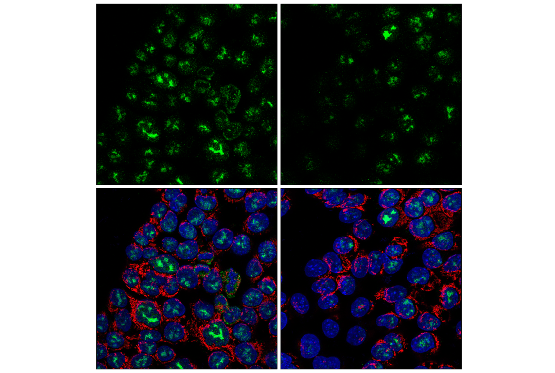 Immunofluorescence Image 1: NPM1 (E7W4P) Rabbit Monoclonal Antibody (BSA and Azide Free)