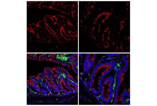LAMP1 (E5N9Z) Rabbit Monoclonal Antibody (Alexa Fluor® 594