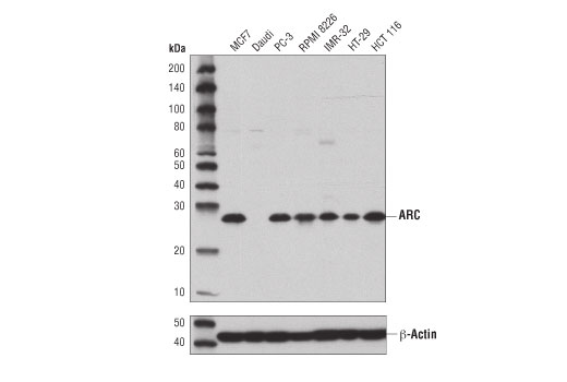 Western Blotting Image 1: ARC (D7Q3G) Rabbit mAb