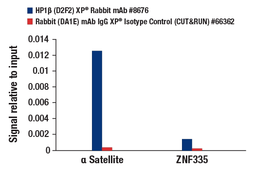 CUT & RUN Image 3: HP1 beta (D2F2) Rabbit Monoclonal Antibody