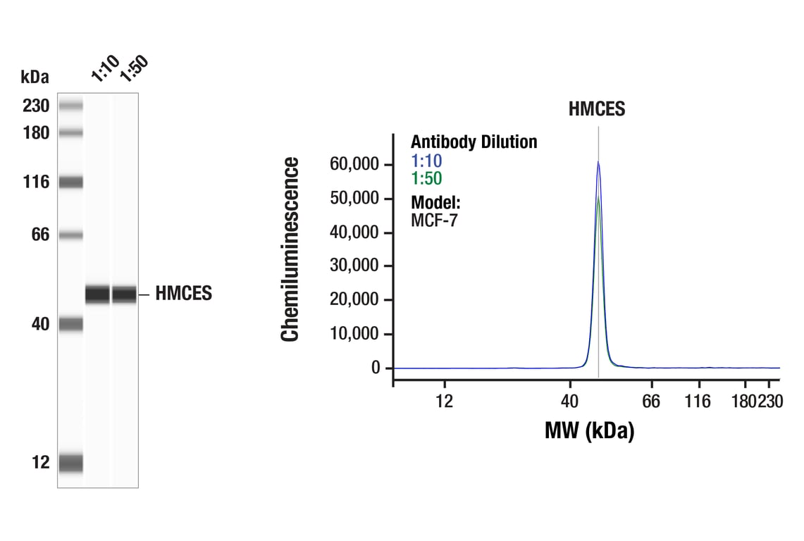Western Blotting Image 1: HMCES (F4E4Q) Rabbit Monoclonal Antibody