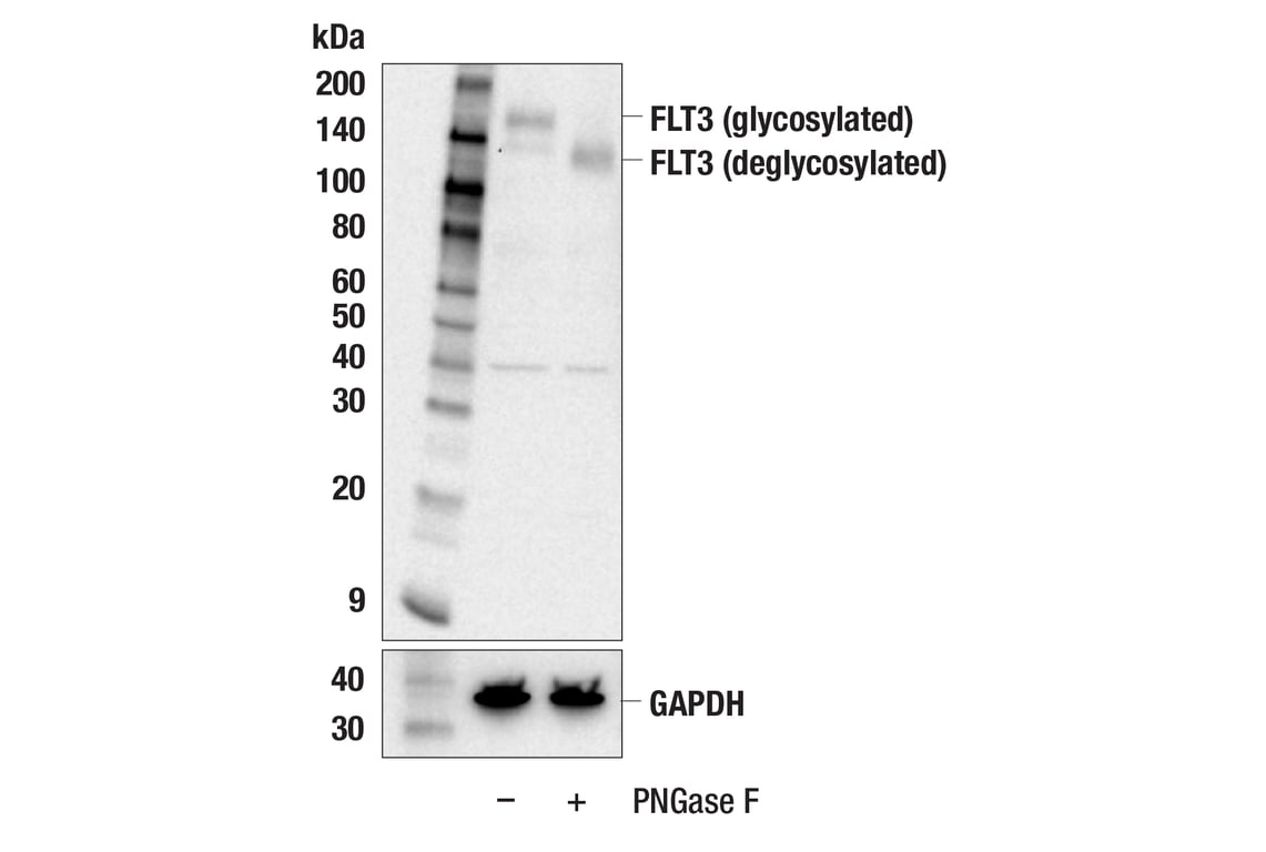 Western Blotting Image 2: FLT3 (8F2) Rabbit Monoclonal Antibody
