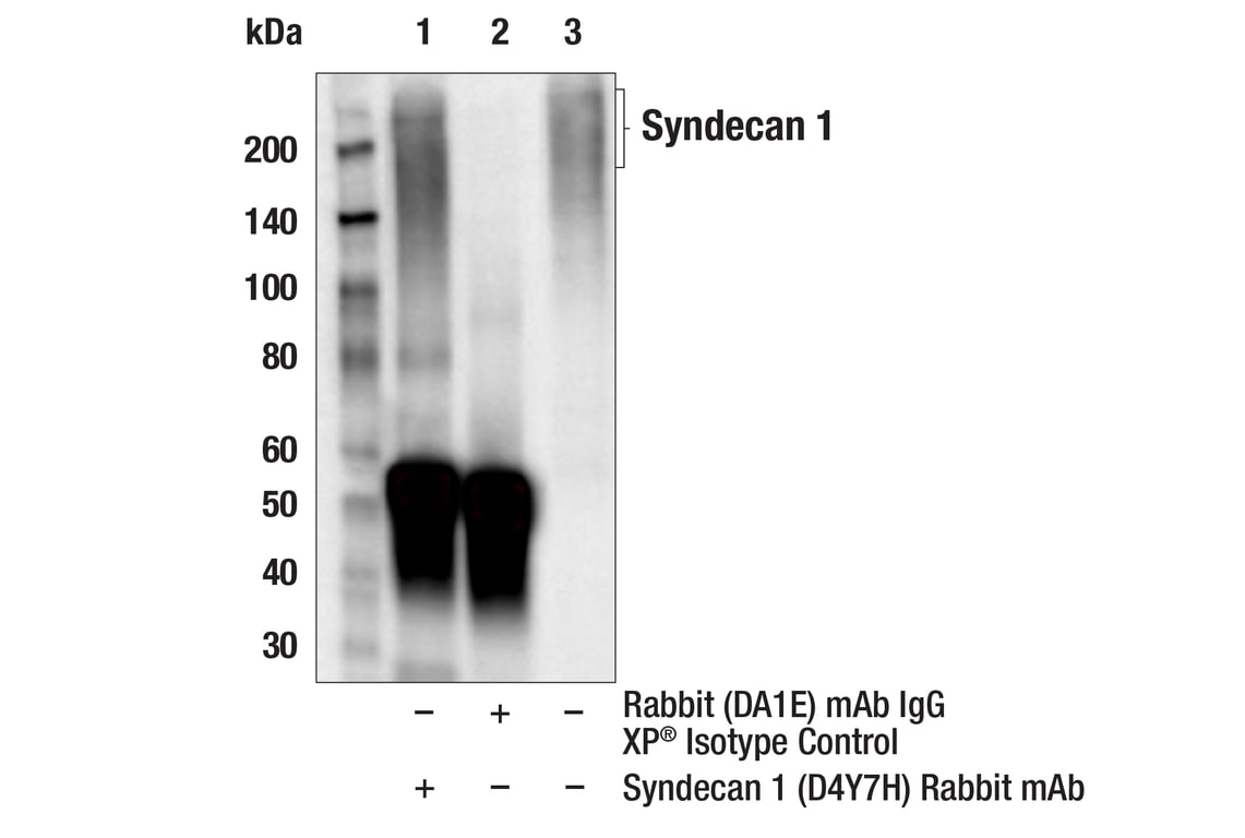 Immunoprecipitation Image 1: Syndecan 1 (D4Y7H) Rabbit Monoclonal Antibody