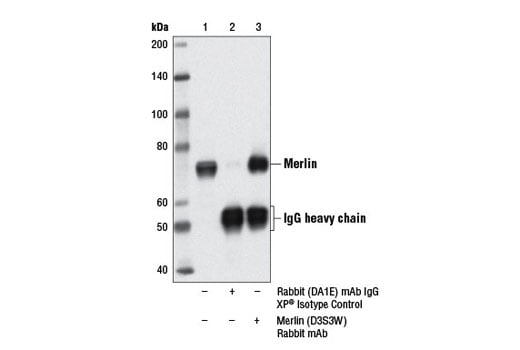 Immunoprecipitation Image 1: Merlin (D3S3W) Rabbit Monoclonal Antibody