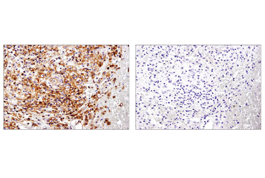 Immunohistochemistry Image 3: Spinophilin (E1E7R) Rabbit Monoclonal Antibody