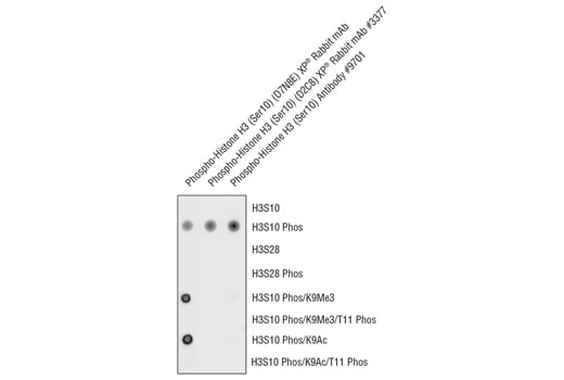 undefined Image 1: Phospho-Histone H3 (Ser10) (D7N8E) Rabbit Monoclonal Antibody (BSA and Azide Free)