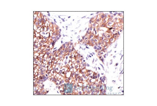 Immunohistochemistry Image 2: Phospho-Tyrosine Mouse Monoclonal Antibody (P-Tyr-100) (BSA and Azide Free)