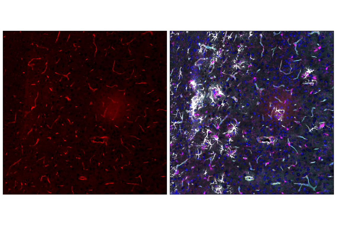 Immunofluorescence Image 4: CD31 (PECAM-1) (F2N3M) Rabbit Monoclonal Antibody