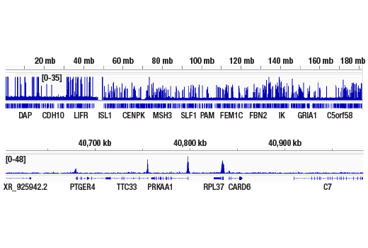 undefined Image 37: SET1/COMPASS Antibody Sampler Kit