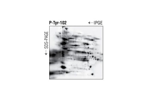 Western Blotting Image 2: Phospho-Tyrosine Mouse Monoclonal Antibody (P-Tyr-102)