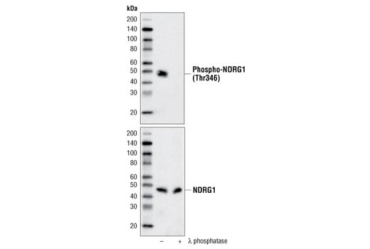 Western Blotting Image 2: Phospho-NDRG1 (Thr346) (D98G11) Rabbit Monoclonal Antibody