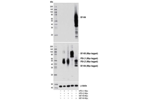 Western Blotting Image 2: B7-H4 (D1M8I) Rabbit Monoclonal Antibody