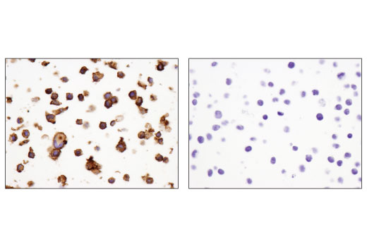 Immunohistochemistry Image 2: GITR (D9I9D) Rabbit Monoclonal Antibody (BSA and Azide Free)