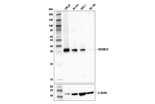 Western Blotting Image 1: HOXB13 (D7N8O) Rabbit mAb (BSA and Azide Free)