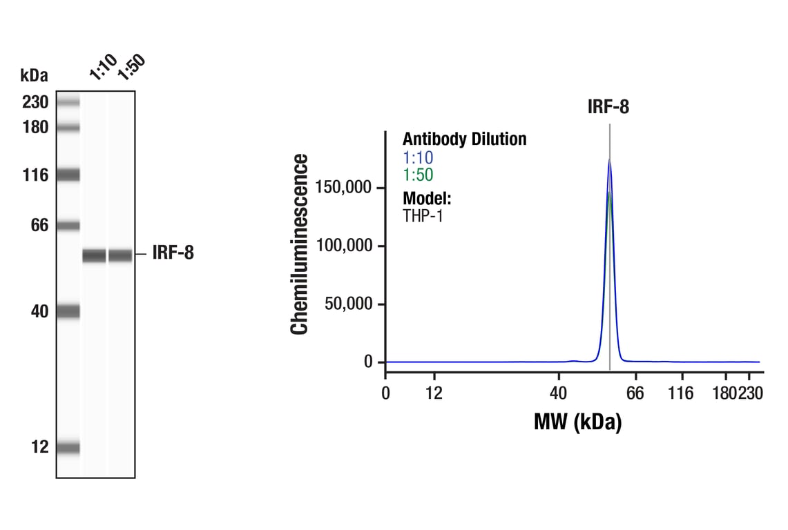 Western Blotting Image 1: IRF-8 (E8X4K) Rabbit mAb